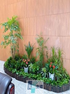 雨花台企业大厅绿植组合摆放