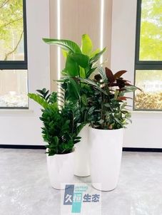 雨花台写字楼办公室公共区域走道绿植租摆高中低搭配