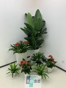 雨花台办公室花卉绿植租摆简约组合